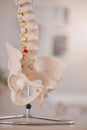 Model hip, spine and chiropractic office on table, desk or display in study, education or learning. 3D print, human Royalty Free Stock Photo