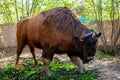 Model of a huge scary buffalo in full size