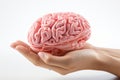 Model human brain displayed in a hand, isolated on white Royalty Free Stock Photo