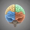 Model of a human brain divided into four lobes each colored differently Royalty Free Stock Photo