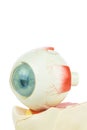 Model human eye isolated on white background Royalty Free Stock Photo