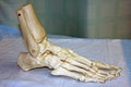 Model of a human foot