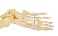 Model of a human foot, with all the toes bones and the ankle.