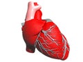 Model of human heart