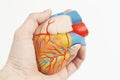 Model of a human heart in a real hand Royalty Free Stock Photo