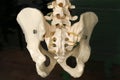 Model of Human Hip Bone Royalty Free Stock Photo