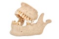Model of human jaw Royalty Free Stock Photo