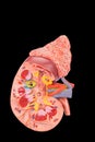 Model human kidney on black background