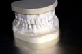 Model of human teeth made from plaster Royalty Free Stock Photo