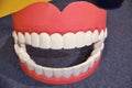 A model of a human teeth for study by children, close-up. Large false jaw Royalty Free Stock Photo