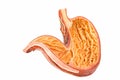 Model inside of human stomach on white background Royalty Free Stock Photo
