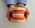 Model of jaw in hands of child. Concept of pediatric dentistry. Health of teeth and gums Royalty Free Stock Photo