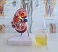 Model kidney anatomy and physiology of urinary tract and urinalysis