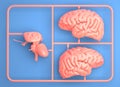 Model kit set with pink brain parts