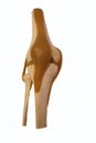 Model knee Royalty Free Stock Photo