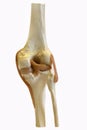 Model knee Royalty Free Stock Photo