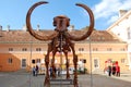 Model of mammoth skeleton