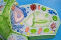 Model of plant cell in laboratory for education Royalty Free Stock Photo