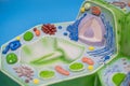 Model of plant cell in laboratory for education