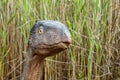 A model of a prehistoric dinosaur made available to visitors to a Jurassic park to learn about the history.