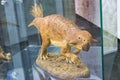 The model of psittacosaurus mongoliensis in Naturmuseum Senckenberg.