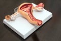 A model of the reproductive system of women. Anatomical model of uterus with ovaries. The concept of a healthy female reproductive