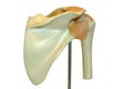 Model shoulder joint Royalty Free Stock Photo