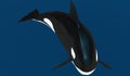 A model of a stylized killer whale. 3D illustration. Royalty Free Stock Photo