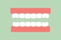 model tooth of healthy teeth - dental cartoon vector flat style