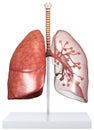 Model Of A Transparent Human Lungs With Trachea, Broncia and Alveoli. 3D illustration