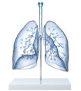 Model Of A Transparent Human Lungs With Trachea, Broncia and Alveoli. 3D illustration