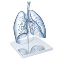 Model Of A Transparent Human Lungs With Trachea, Broncia and Alveoli. 3D illustration