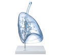 Model Of A Transparent Human Lungs With Trachea, Broncia and Alveoli. 3D illustration