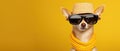 Model wearing sunglasses. Chihuahua dog wearing funky fashion dress with copyspace Royalty Free Stock Photo