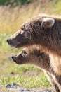 Modeling of mother brown bear and cub Royalty Free Stock Photo