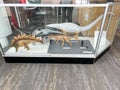 Models of the ancient Dinosaurs whose bones are embedded in rock in an exhibit at Dinosaur National Monument near Vernal, UT