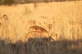 A moderate closeup of an alert impala ewe, with her herd in tall grass.