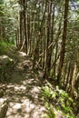 `Moderate Hike` path portion of the Appalachian Trail