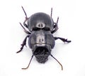 Moderately sulcate warrior beetle - Pasimachus subsulcatus - a species of large warrior beetle found in north Florida. isolated Royalty Free Stock Photo