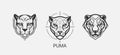 Modern abstract Puma or Jaguar head vector logo template. Line art wildcat logotype