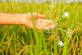 Modern agriculture concept. Hand holding ripe ears of rice and smart farming icon technology on paddy background Royalty Free Stock Photo