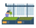 Modern agriculture, man near boxes of leaves, flat vector illustration