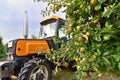 Modern apple harvest with a harvesting machine on a plantation with fruit trees Royalty Free Stock Photo