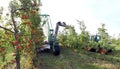 Modern apple harvest with a harvesting machine on a plantation with fruit trees Royalty Free Stock Photo