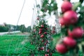 Rows of apple trees growing in orchard or on apple farm Royalty Free Stock Photo