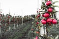 Rows of apple trees growing in orchard or on apple farm Royalty Free Stock Photo