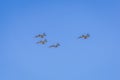 Modern armed military fighter jets flys in formation through the sky