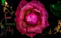 Modern Art Digital Art Wallpaper Dark Rose Trippy