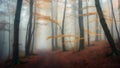 Fantasy magical autumn forest. Tree in a foggy Royalty Free Stock Photo