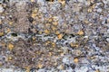 Modern art in nature. Natural lichen organisms on concrete wall. Royalty Free Stock Photo